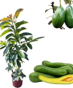 Russell Avocado Tree Live Plant – 2 ft Tall, 3 Gallon Pot – Grafted Fruit Tree - Image 2