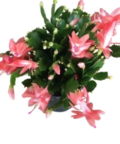 Salmon Christmas & Thanksgiving Cactus Live Plant 4-6" Tall - Schlumbergera - Image 2