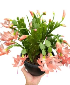 Salmon Christmas & Thanksgiving Cactus Live Plant 4-6