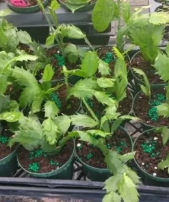 Salmon Christmas & Thanksgiving Cactus Live Plant 4-6