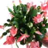 Salmon Christmas & Thanksgiving Cactus Live Plant 4-6" Tall - Schlumbergera - Image 1