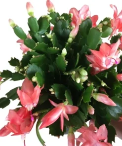 Salmon Christmas & Thanksgiving Cactus Live Plant 4-6" Tall - Schlumbergera - Image 1
