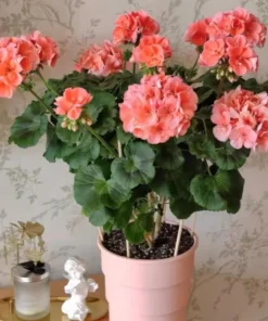 Salmon Geranium Live Starter Plants - 2 Pack, 2-3 Inch Tall, Outdoor Flower - Image 10