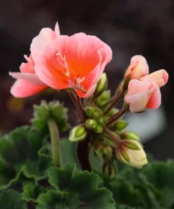 Salmon Geranium Live Starter Plants - 2 Pack, 2-3 Inch Tall, Outdoor Flower - Image 4