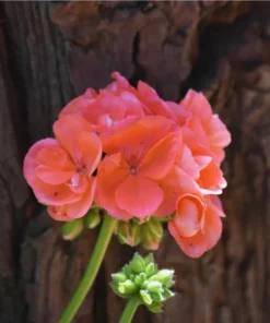 Salmon Geranium Live Starter Plants - 2 Pack, 2-3 Inch Tall, Outdoor Flower - Image 5