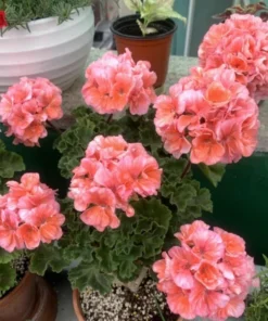 Salmon Geranium Live Starter Plants - 2 Pack, 2-3 Inch Tall, Outdoor Flower - Image 7