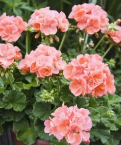 Salmon Geranium Live Starter Plants - 2 Pack, 2-3 Inch Tall, Outdoor Flower - Image 8