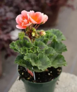 Salmon Geranium Live Starter Plants - 2 Pack, 2-3 Inch Tall, Outdoor Flower - Image 9