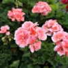 Salmon Geranium Live Starter Plants - 2 Pack, 2-3 Inch Tall, Outdoor Flower - Image 1