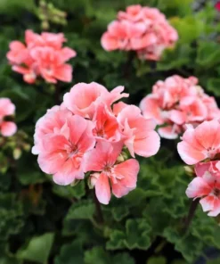Salmon Geranium Live Starter Plants - 2 Pack, 2-3 Inch Tall, Outdoor Flower - Image 1