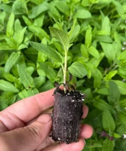 Salvia Meadow Sage May Night Live Plant Plug - Blue Purple Flower, 1-3 Inch Tall - Image 10