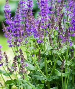 Salvia Meadow Sage May Night Live Plant Plug - Blue Purple Flower, 1-3 Inch Tall - Image 2
