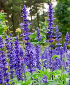 Salvia Meadow Sage May Night Live Plant Plug - Blue Purple Flower, 1-3 Inch Tall - Image 3