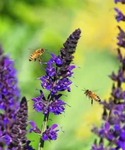 Salvia Meadow Sage May Night Live Plant Plug - Blue Purple Flower, 1-3 Inch Tall - Image 5