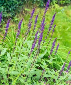 Salvia Meadow Sage May Night Live Plant Plug - Blue Purple Flower, 1-3 Inch Tall - Image 6