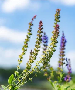 Salvia Meadow Sage May Night Live Plant Plug - Blue Purple Flower, 1-3 Inch Tall - Image 7