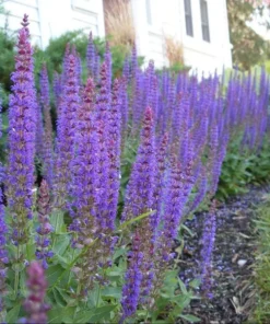 Salvia Meadow Sage May Night Live Plant Plug - Blue Purple Flower, 1-3 Inch Tall - Image 8