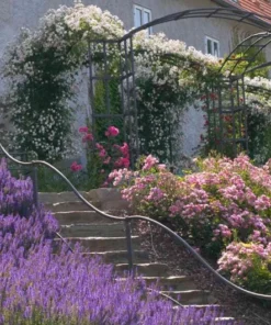 Salvia Meadow Sage May Night Live Plant Plug - Blue Purple Flower, 1-3 Inch Tall - Image 9