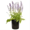 Salvia Meadow Sage May Night Live Plant Plug - Blue Purple Flower, 1-3 Inch Tall - Image 1