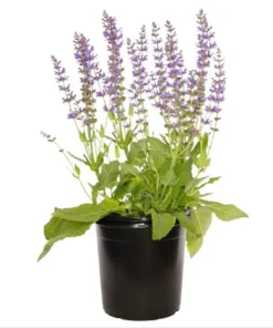 Salvia Meadow Sage May Night Live Plant Plug - Blue Purple Flower, 1-3 Inch Tall - Image 1