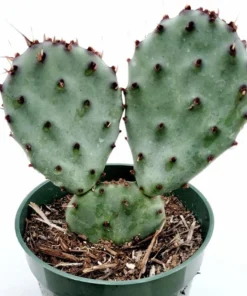 Santa Rita Purple Prickly Pear Cactus Live Plant - 2 Inch Pot Succulent - Image 3