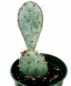 Santa Rita Purple Prickly Pear Cactus Live Plant - 2 Inch Pot Succulent - Image 4