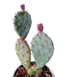 Santa Rita Purple Prickly Pear Cactus Live Plant - 2 Inch Pot Succulent - Image 1