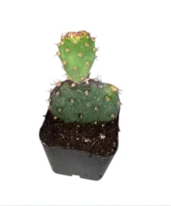 Santa Rita Purple Prickly Pear Cactus Live Plant - 2 Inch Pot Succulent - Image 7