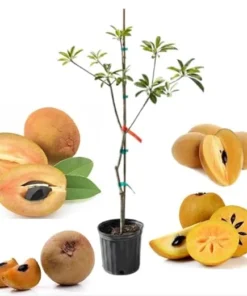 Sapodilla Alano Live Tree, 3-4 Feet Tall, 3 Gallon Pot, Ready to Grow - Image 2