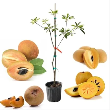 Sapodilla Alano Live Tree, 3-4 Feet Tall, 3 Gallon Pot, Ready to Grow - Image 3