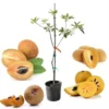 Sapodilla Alano Live Tree, 3-4 Feet Tall, 3 Gallon Pot, Ready to Grow - Image 1