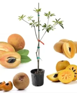 Sapodilla Alano Live Tree, 3-4 Feet Tall, 3 Gallon Pot, Ready to Grow - Image 1