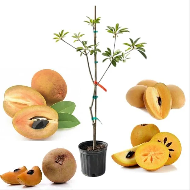 Sapodilla Alano Live Tree, 3-4 Feet Tall, 3 Gallon Pot, Ready to Grow - Image 5