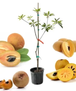 Sapodilla Alano Tree Live Plant, 3 Gallon Pot, 3 to 4 Feet Tall, Tropical Fruit - Image 5