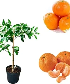 Satsuma Mandarin Orange Tree Live Plant - Sweet Citrus, 3 Gallon Pot - Image 3