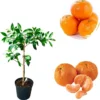 Satsuma Mandarin Orange Tree Live Plant - Sweet Citrus Fruit - 3 Gallon Pot - Image 1