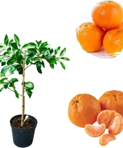 Satsuma Mandarin Orange Tree Live Plant - Sweet Citrus Fruit - 3 Gallon Pot - Image 1