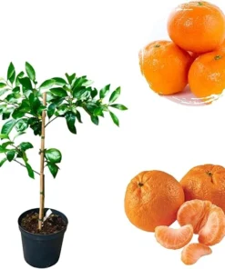 Satsuma Mandarin Orange Tree Live Plant - Sweet Citrus, 3 Gallon Pot - Image 5