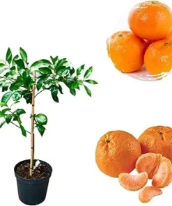 Satsuma Mandarin Orange Tree Live Plant - Sweet Citrus, 3 Gallon Pot - Image 6