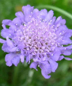Scabiosa Butterfly Blue Live Plant – Well-Rooted Plug – 1-3 Inch Perennial - Image 2