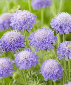 Scabiosa Butterfly Blue Live Plant – Well-Rooted Plug – 1-3 Inch Perennial - Image 4