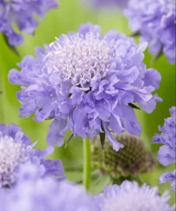 Scabiosa Butterfly Blue Live Plant – Well-Rooted Plug – 1-3 Inch Perennial - Image 6