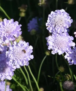 Scabiosa Butterfly Blue Live Plant – Well-Rooted Plug – 1-3 Inch Perennial - Image 7