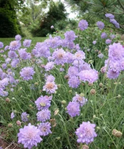 Scabiosa Butterfly Blue Live Plant – Well-Rooted Plug – 1-3 Inch Perennial - Image 8