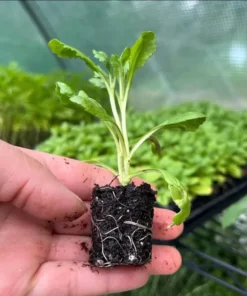 Scabiosa Butterfly Blue Live Plant – Well-Rooted Plug – 1-3 Inch Perennial - Image 9