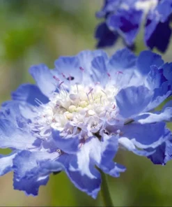 Scabiosa Fama Blue Live Plug Plant - Starter for Garden, 1-3 Inch Tall - Image 2