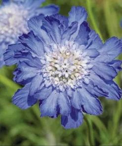 Scabiosa Fama Blue Live Plug Plant - Starter for Garden, 1-3 Inch Tall - Image 4