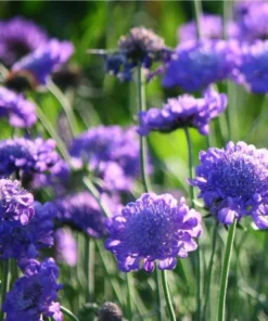 Scabiosa Fama Blue Live Plug Plant - Starter for Garden, 1-3 Inch Tall - Image 5
