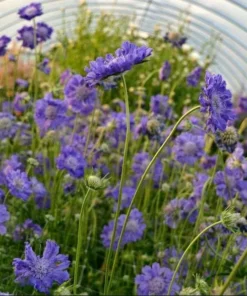 Scabiosa Fama Blue Live Plug Plant - Starter for Garden, 1-3 Inch Tall - Image 7