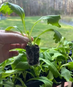 Scabiosa Fama Blue Live Plug Plant - Starter for Garden, 1-3 Inch Tall - Image 8